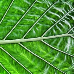 Full frame shot of green leaves