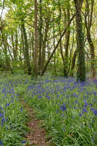 View of flowering plants in forest