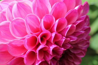 Close-up of pink dahlia blooming outdoors