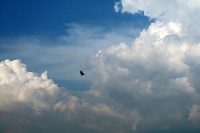 Low angle view of bird flying in sky