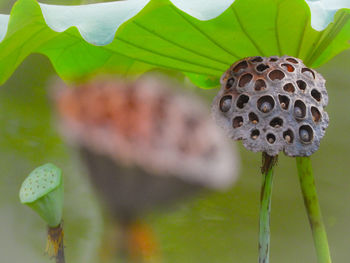 Close-up of lotus water lily in garden