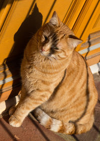 Close-up of cat sleeping