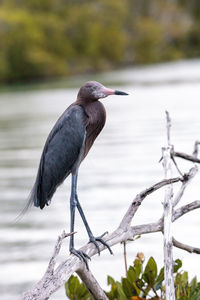 Close-up of bird perching on branch