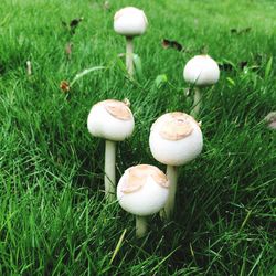 Mushrooms growing on grassy field