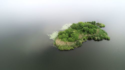 High angle view of plant on land