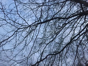 Low angle view of bare trees against sky