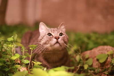 Close-up portrait of a cat