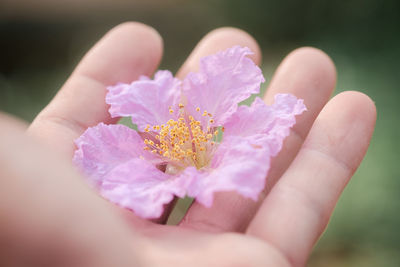 Close-up of hand holding pink flower