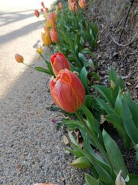 Close-up of flower growing on plant