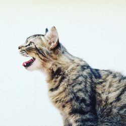 Side view of cat against white background