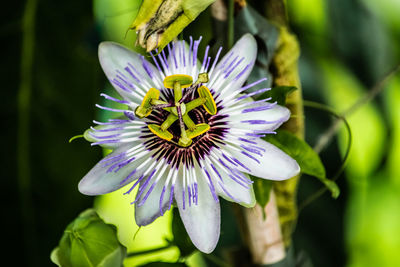 Close-up of purple flower in bloom