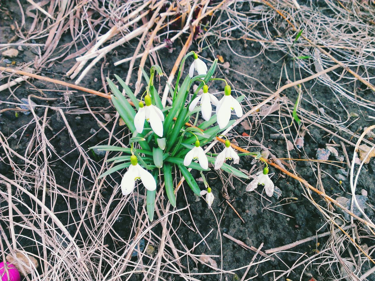 Snowdrop