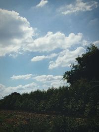 Low angle view of trees against sky