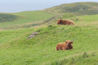 Two male highland cattle bulls lye amongst windswept grass. copy space to the left hand side.