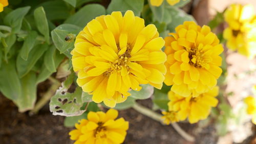 Close-up of yellow flowering plant