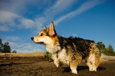 Dog running on sand against blue sky