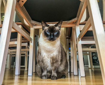 Portrait of cat on floor at home