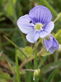 Close-up of insect on purple flower