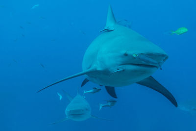 Big shark swims head-on towards the diver