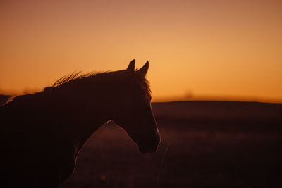 View of a horse in the sunset