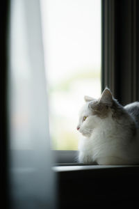 Cat sitting on a window