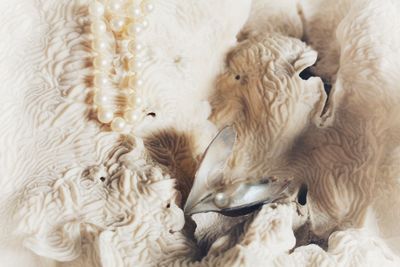 High angle view of sheep sleeping
