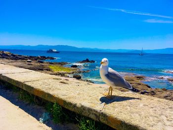 Seagull perching on retaining wall by sea against blue sky