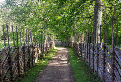 Footpath amidst trees in forest