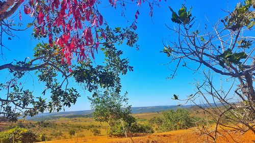 Trees growing on field against blue sky