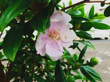 Close-up of pink flower