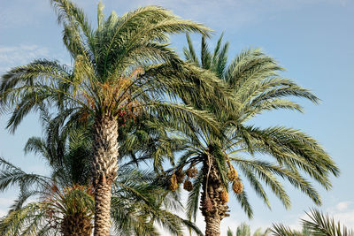 Low angle view of palm tree against sky