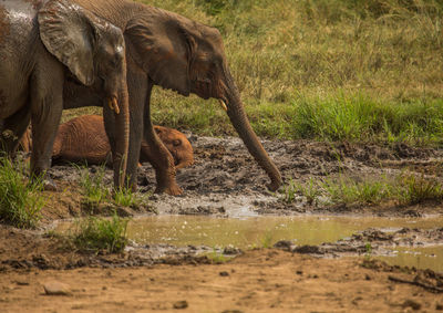 Elephant drinking water in a lake