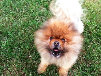 Portrait of dog on grassy field