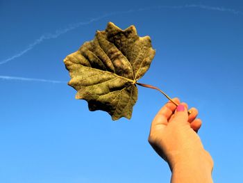 Cropped hand of person holding leaf against clear blue sky