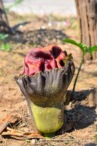 Close-up of orange fruit on field