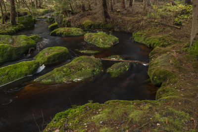 Stream flowing through rocks in forest