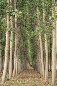 Trees growing on field