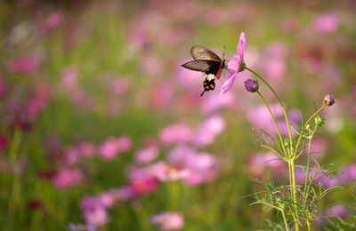 Close-up of butterfly pollinating on pink flower