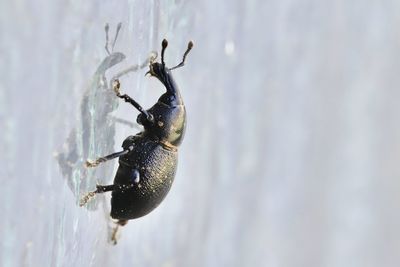 Close-up of insect on snow