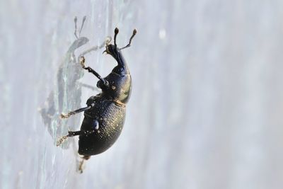 Close-up of insect on a window 
