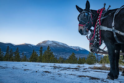 Bicycles on snow covered mountain against sky