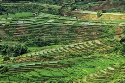 Scenic view of agricultural field