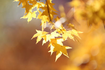 Close-up of yellow maple leaves