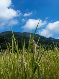 Close-up of grass growing in field against sky