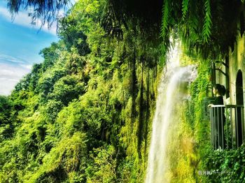 Scenic view of waterfall in forest