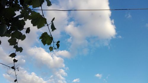 Low angle view of trees against blue sky