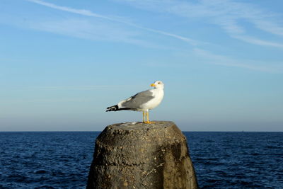 Seagull perching on wooden post by sea against sky