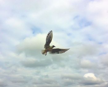 Low angle view of seagull flying against sky