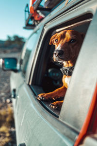 Side view of just woke up dog looking out of opened car window in early morning during camping adventure for exploring nature