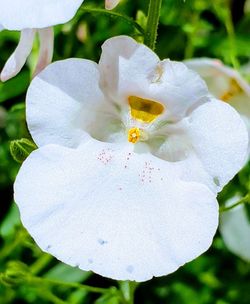 Close-up of white flowering plant